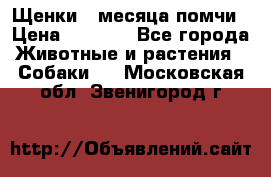 Щенки 4 месяца-помчи › Цена ­ 5 000 - Все города Животные и растения » Собаки   . Московская обл.,Звенигород г.